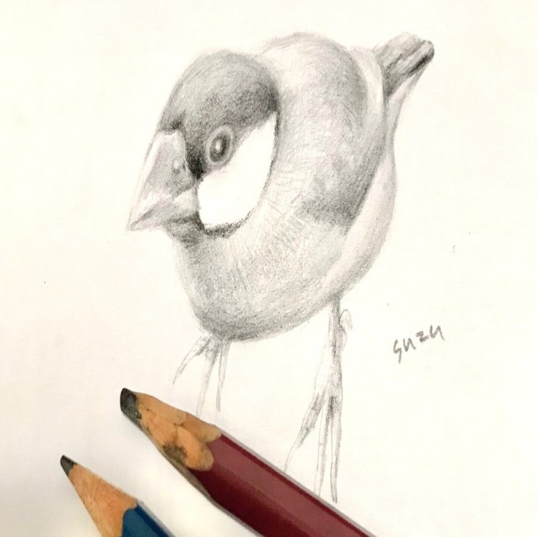 リアルな文鳥の鉛筆画メイキング｜suzu