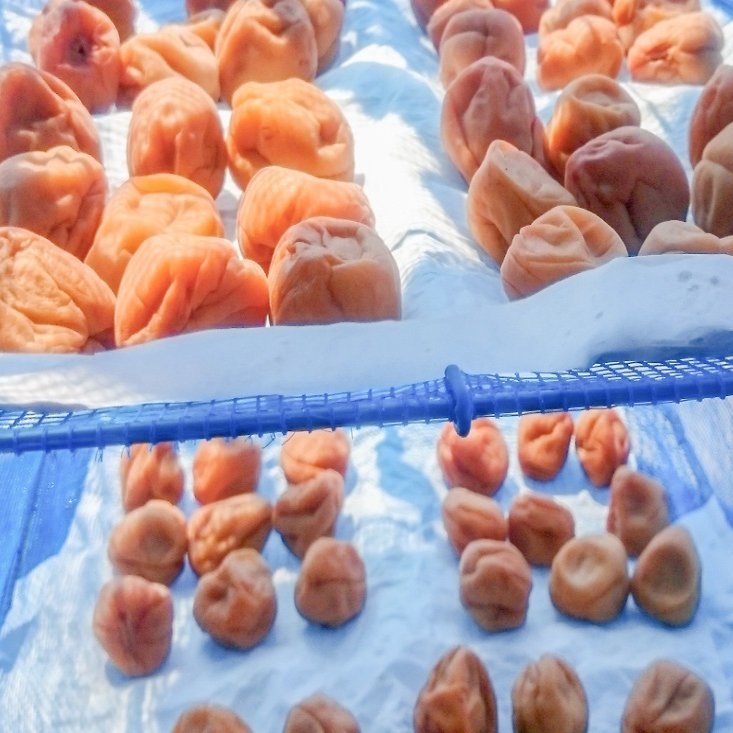 夏 6月 昔ながらの 梅干し 作り めがね Note