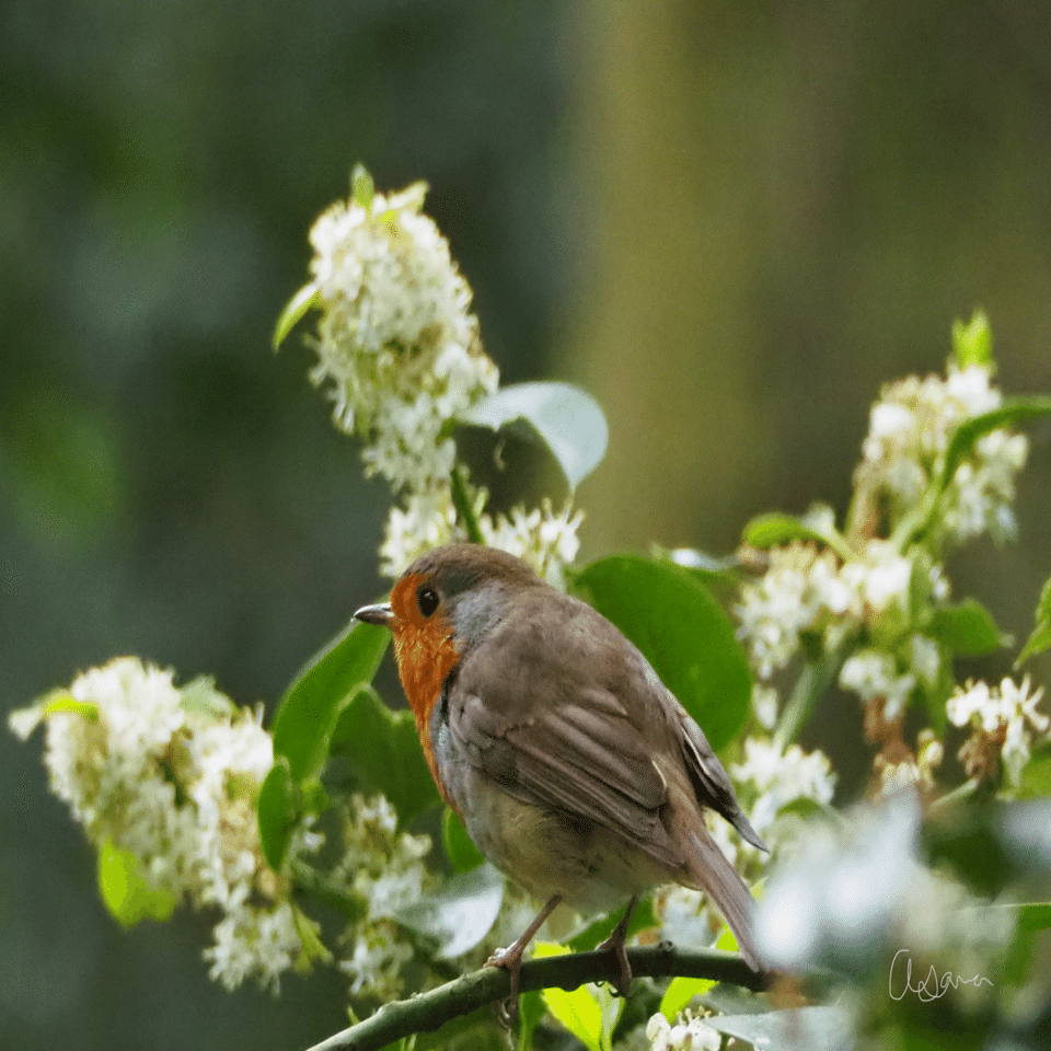 鳥の話｜Robin｜イギリスの愛され鳥｜夜と街