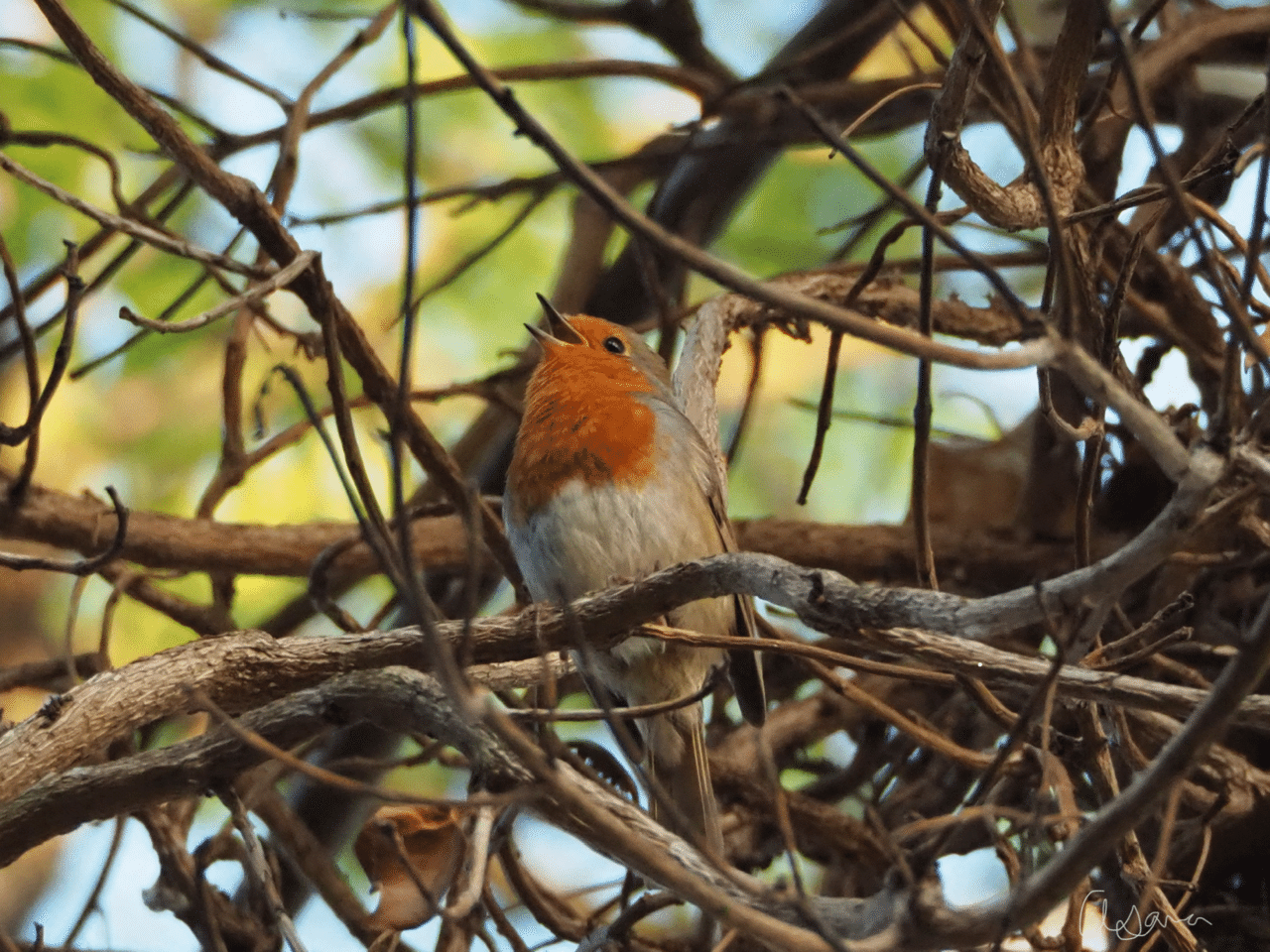 鳥の話｜Robin｜イギリスの愛され鳥｜夜と街