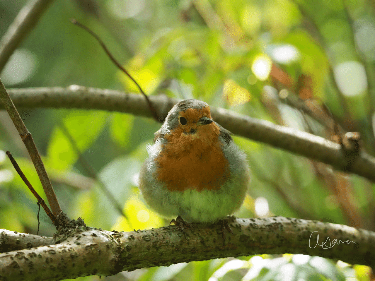 鳥の話｜Robin｜イギリスの愛され鳥｜夜と街