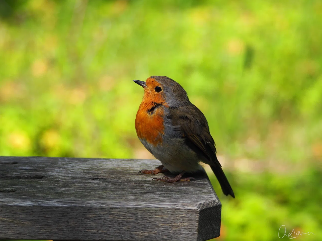 鳥の話｜Robin｜イギリスの愛され鳥｜夜と街