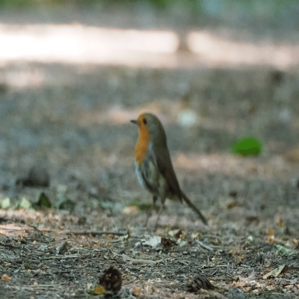 鳥の話｜Robin｜イギリスの愛され鳥｜夜と街