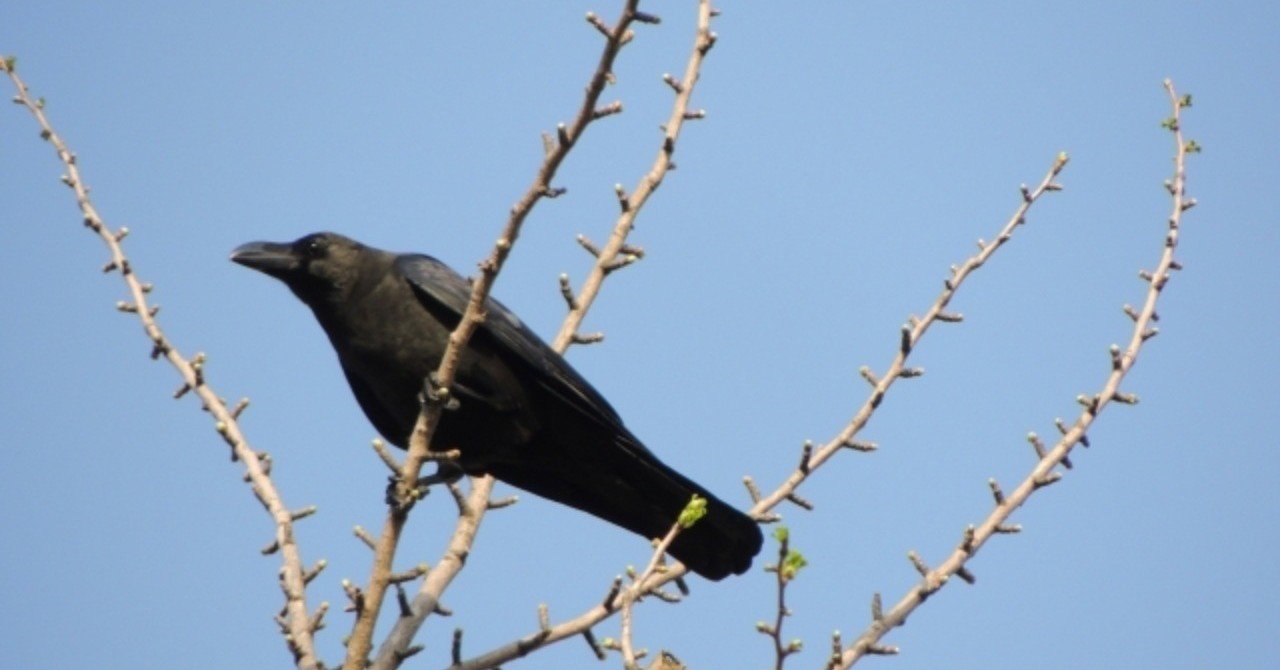 カラスに襲われる瞬間にカラスカッターを喰らわす 舛田光洋マスダミツヒロ Note