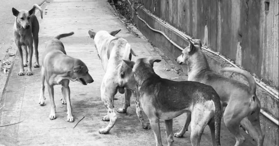 ヤンゴンも歩けば犬に噛まれる むーこ I ミャンマーでの起業と暮らしのnote Note