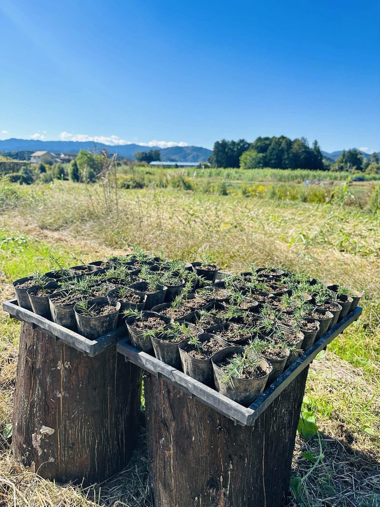 10年ジュニパーの森計画 『BenFiddich畑』｜Bar BenFiddich 鹿山博康