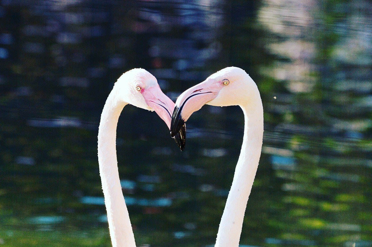 ピンク色の秘密 Yuricamera 寺島由里佳 Note