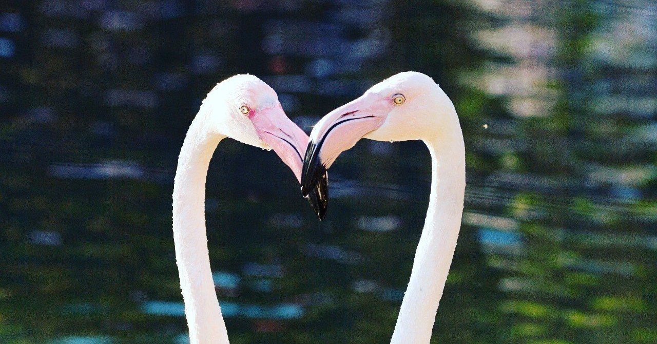 ピンク色の秘密 Yuricamera 寺島由里佳 Note ピンク色の秘密 Yuricamera 寺島由里佳 Note