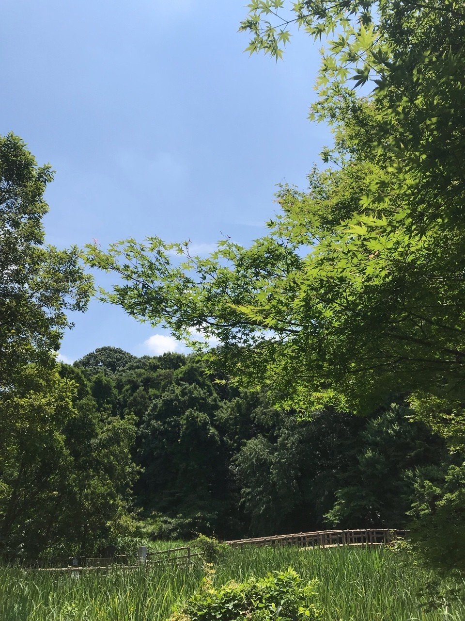 石神井公園の三宝寺池にて マンボウ Note