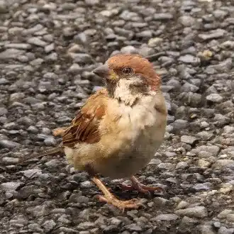 すずめのちゅん太