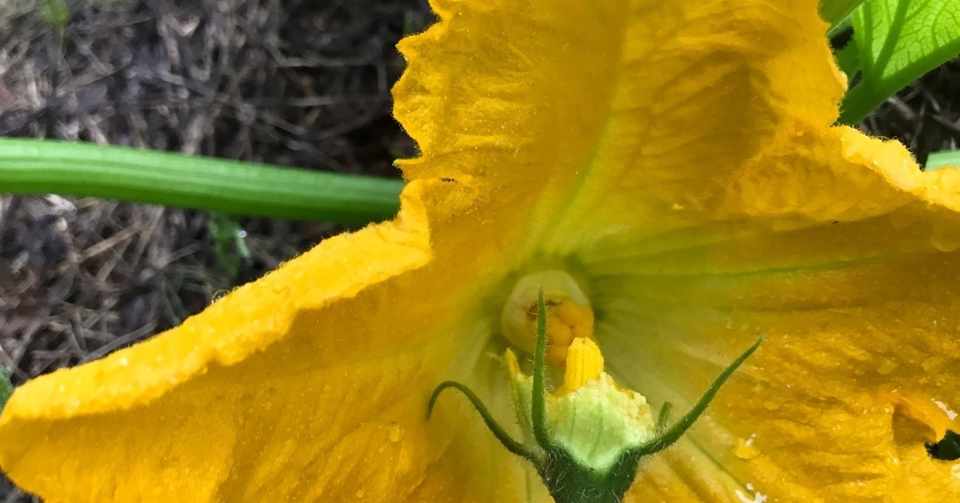 ズッキーニ人工授粉 Shanthi Usui Note