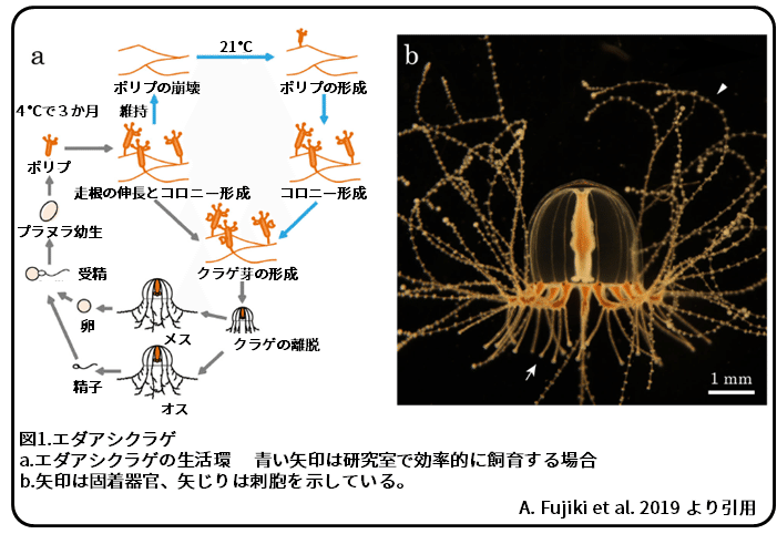 エダアシクラゲの触手 枝分かれの仕方 論文紹介 かわいせーざん 基礎研究っておもしろい 生物編 Note