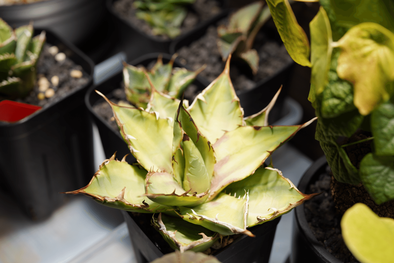 アガベ　ホリダ　胴切り子株4株セット　天芽 アガベ ホリダ 胴切り子株4株セット 天芽