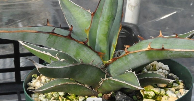 アガベ ハイブリッド キシロナカンサ × コロラータ agave キシコロ