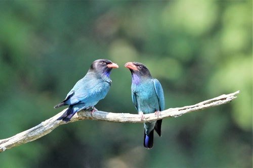 第339回 ブッポウソウ 2回目 とコノハズク 翆野 大地 Note