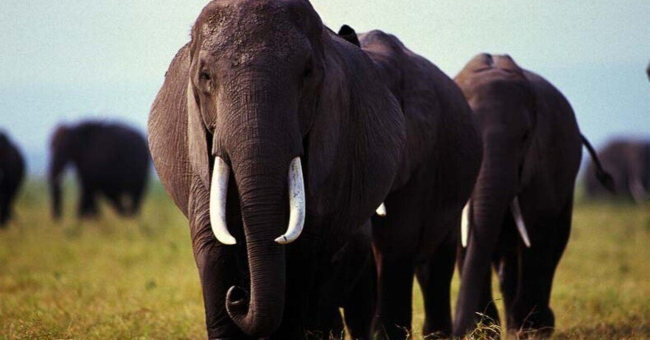 とりあえず、ケニア在住フォトグラファーTAKASHI