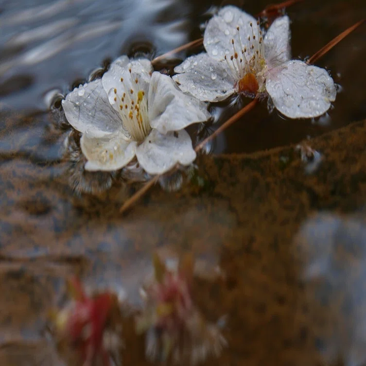 四枚組」 写真を組む002｜たぬき写真工房