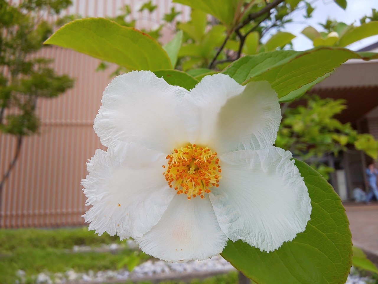 ナツツバキ 夏椿 が咲きました 沙羅双樹の花に似ていることから 沙羅樹 シャラノキ とも呼ばれているそうです 朝咲いて夕方には散ってしまう一日花 花言葉は はかない美しさ 愛らしさ 純白な清楚な花 Emiko Note
