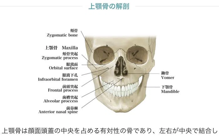 両顎で広がった鼻をたった一回で小さくした鼻の整形について|肩幅ちゃん