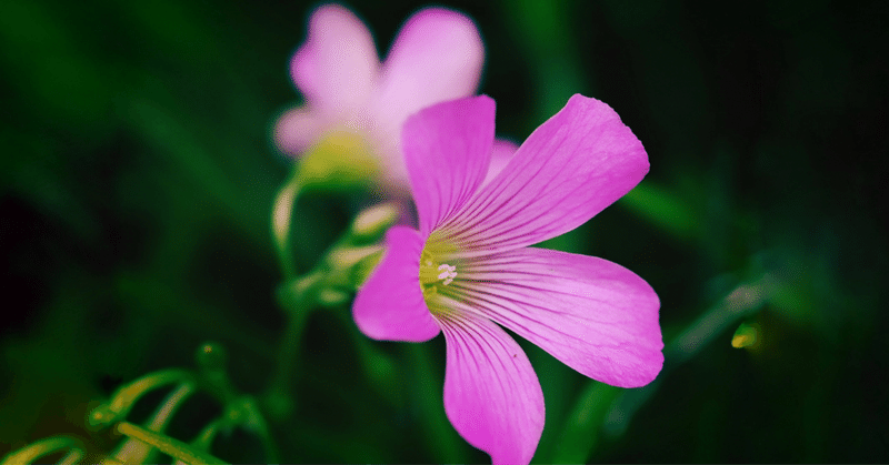 優しさの花｜詩