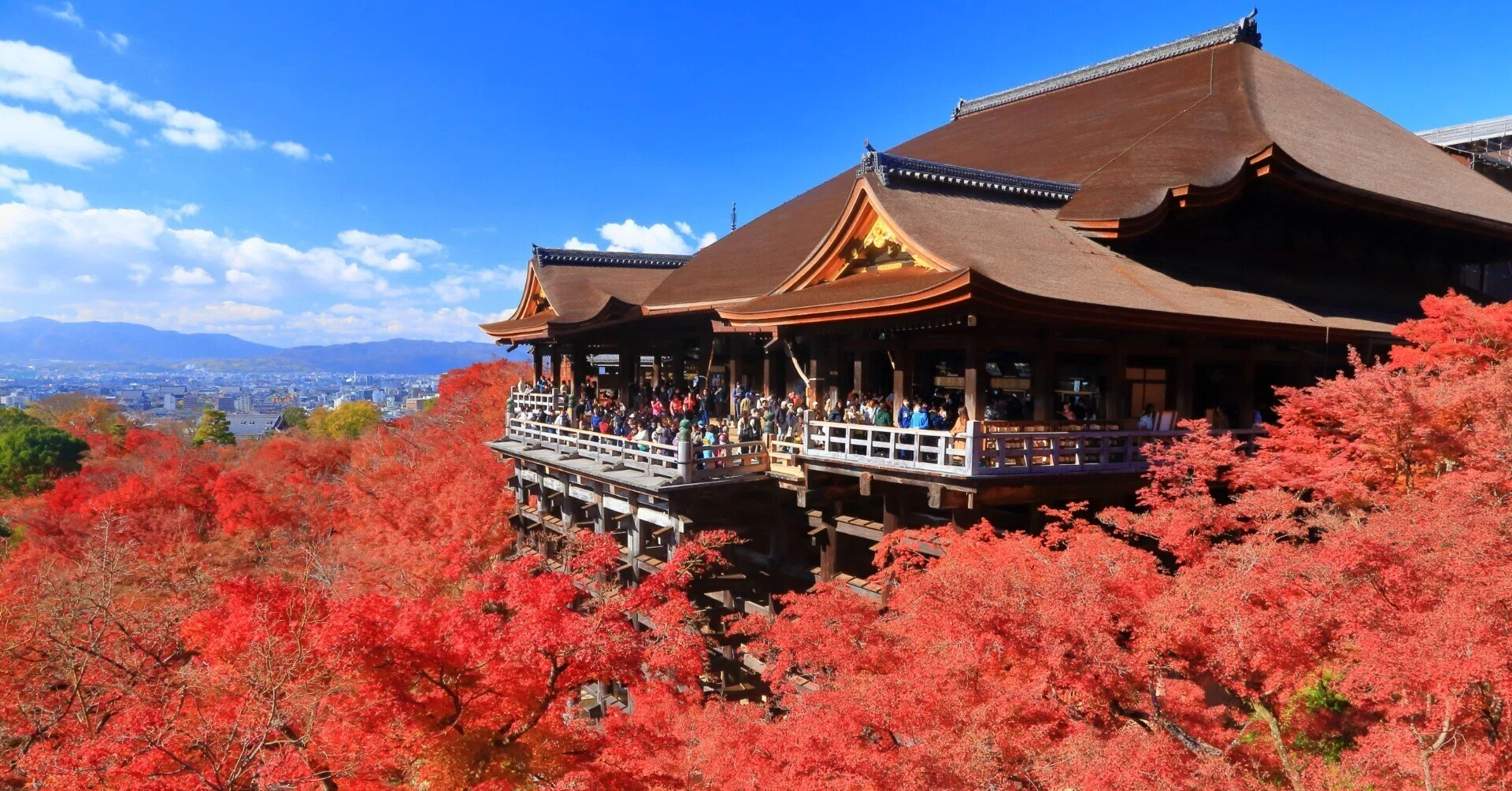 【京都東山清水寺紅葉図(紅葉秋雨)】浅野鶴汀 1003 秋景 共箱 掛け軸 肉筆 美しき紅葉の京都をめぐる 其の壱 清水寺 東福寺｜HNカルテット