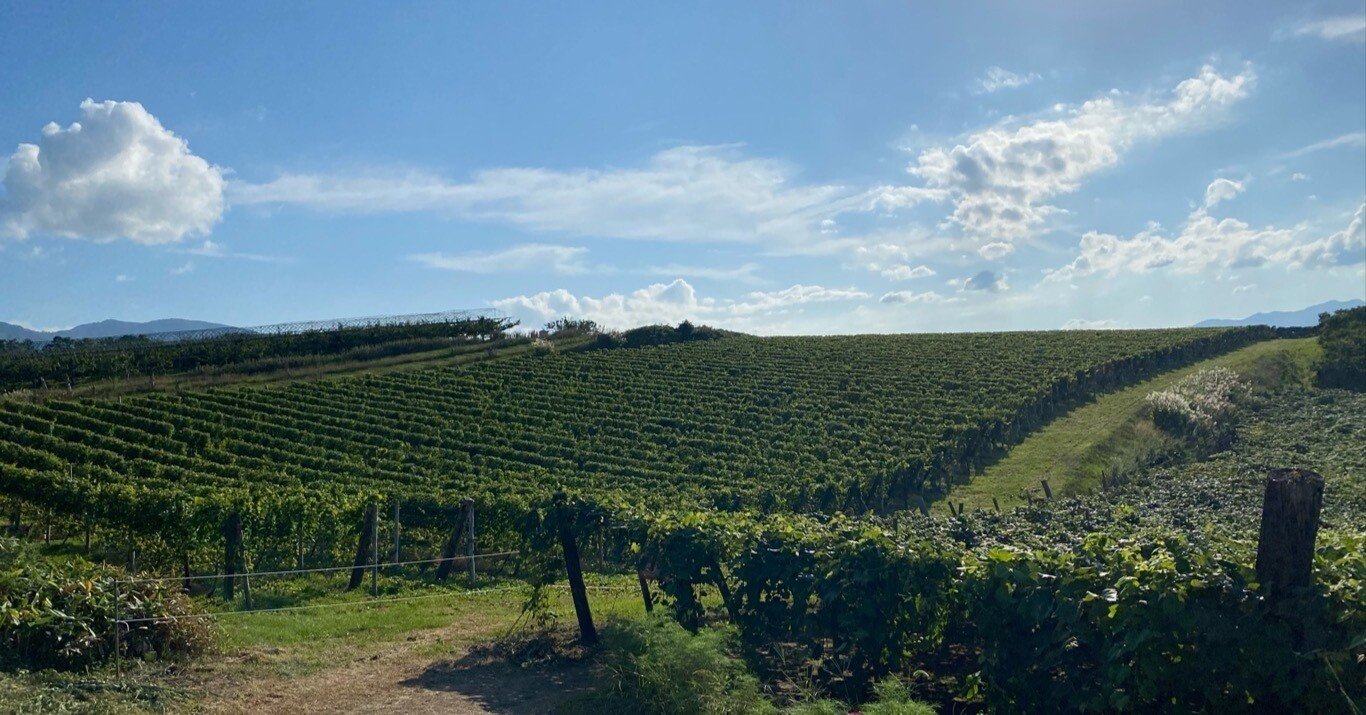 2023年に気になったワイン ［白ワイン編］｜日本ワインカタリスト