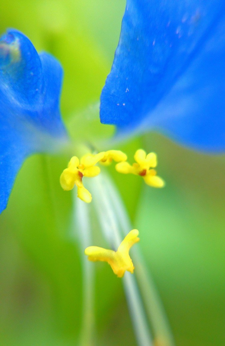 露草蛍草の花言葉なつかしい関係 の新着タグ記事一覧 Note つくる つながる とどける