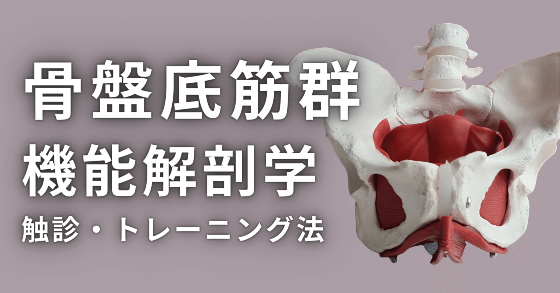 骨盤底筋群の機能解剖学と触診・トレーニング｜理学療法士による臨床の