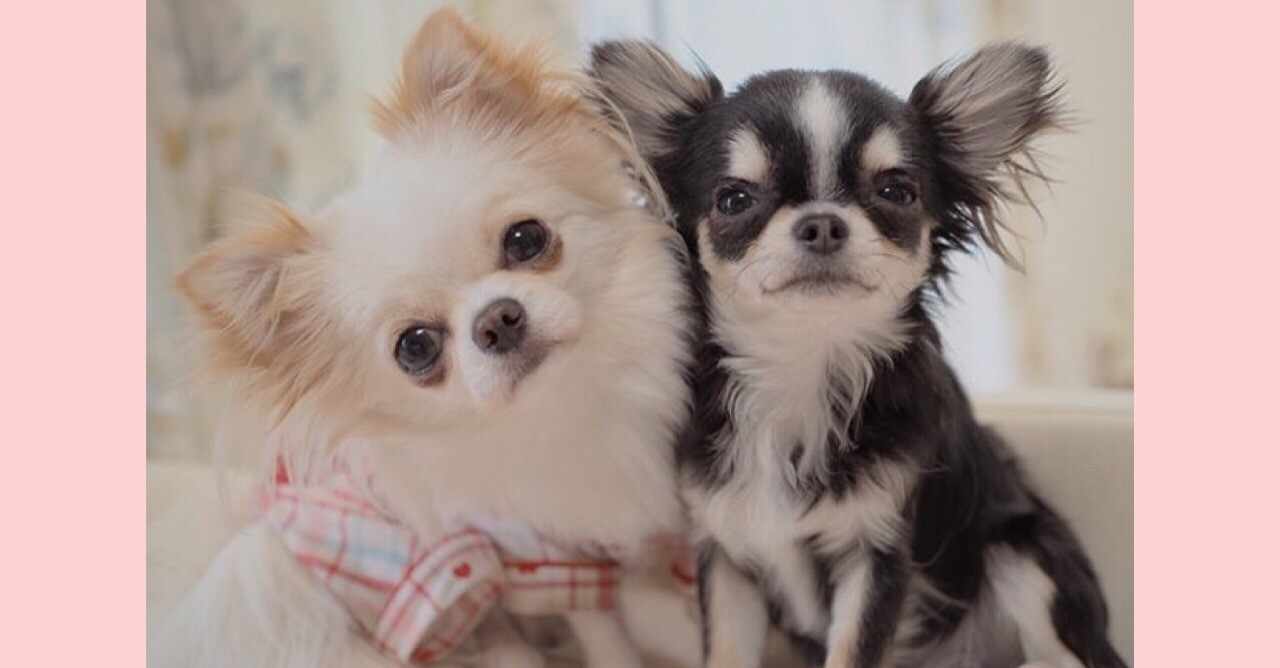 犬うなるのをやめさせる の新着タグ記事一覧 Note つくる つながる とどける