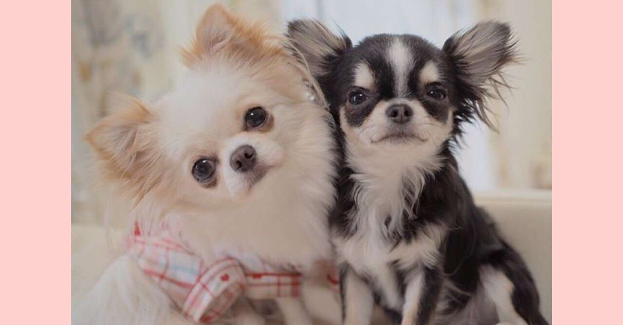犬うなるのをやめさせる の新着タグ記事一覧 Note つくる つながる とどける