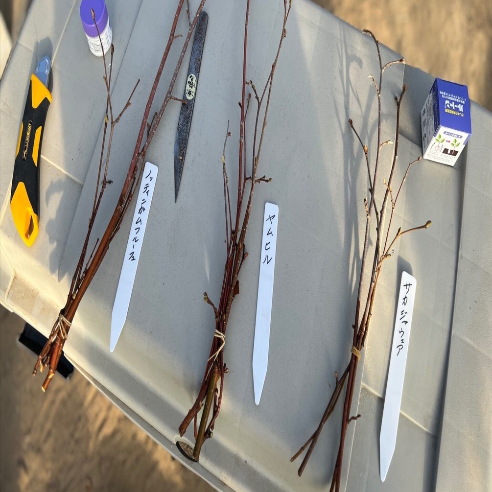 【のん38様】ヘーゼルナッツ2種　穂木 ヘーゼルナッツ苗 2種類 2苗セット 希少 珍しい果樹 アウトレット