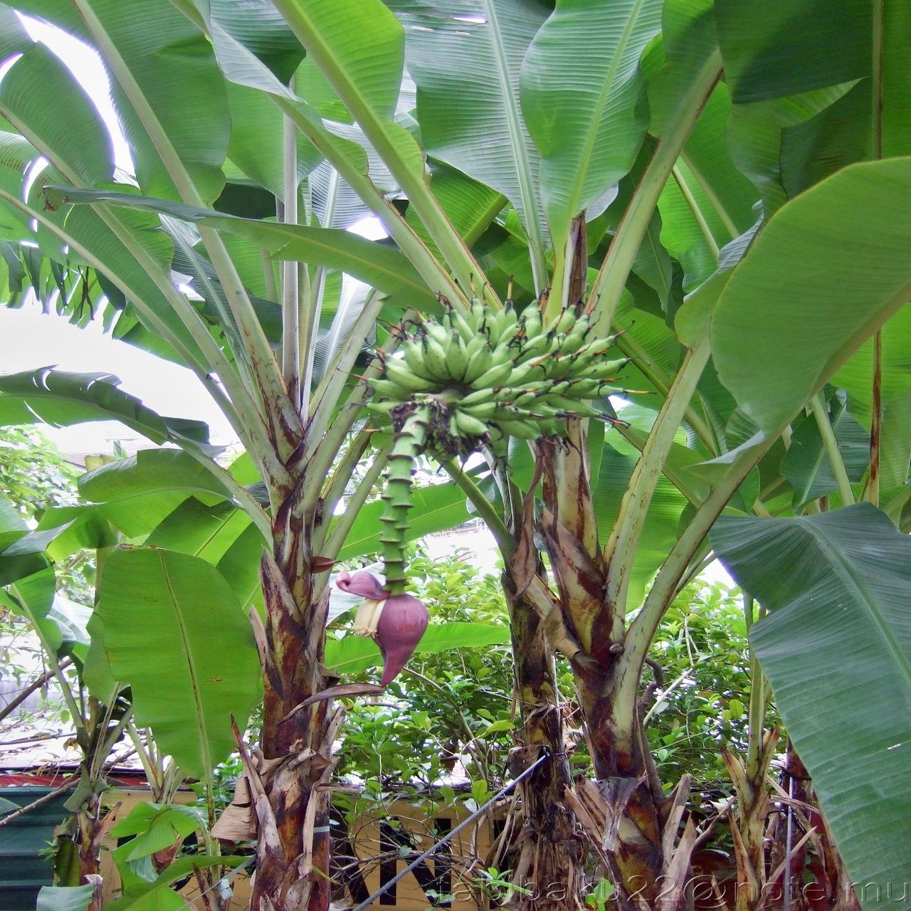 旅人の木 オウギバショウ 南国花信風 1 森野バク 地球旅自炊派 Note