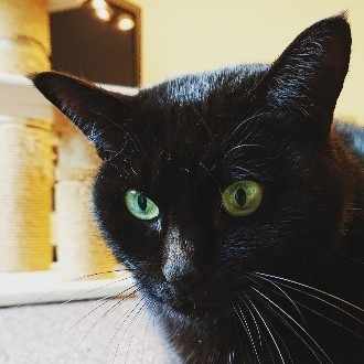 Peing質問箱ーねこころりの言葉1ー Lineで既読にして放置する人って何なんですかね ねこころり Note