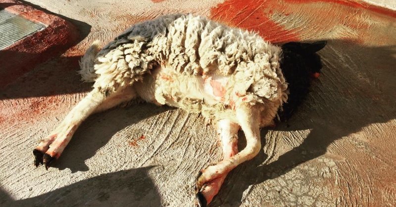 モロッコ滞在記　9　羊の屠殺　201902