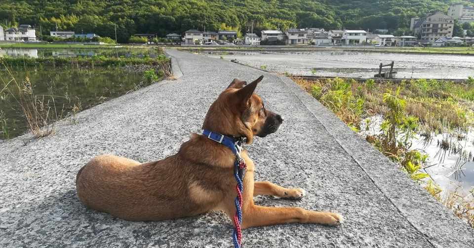 犬とあるく Showmay Y Note