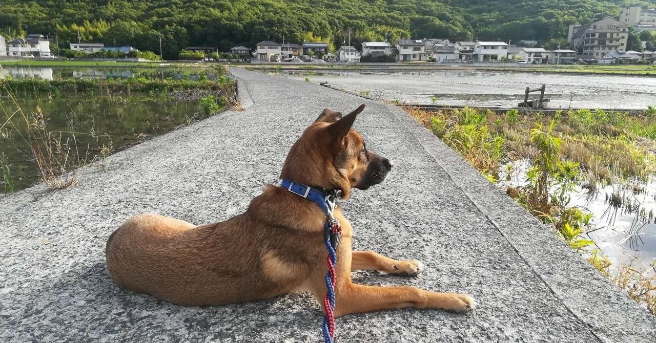 犬とあるく Showmay Y Note
