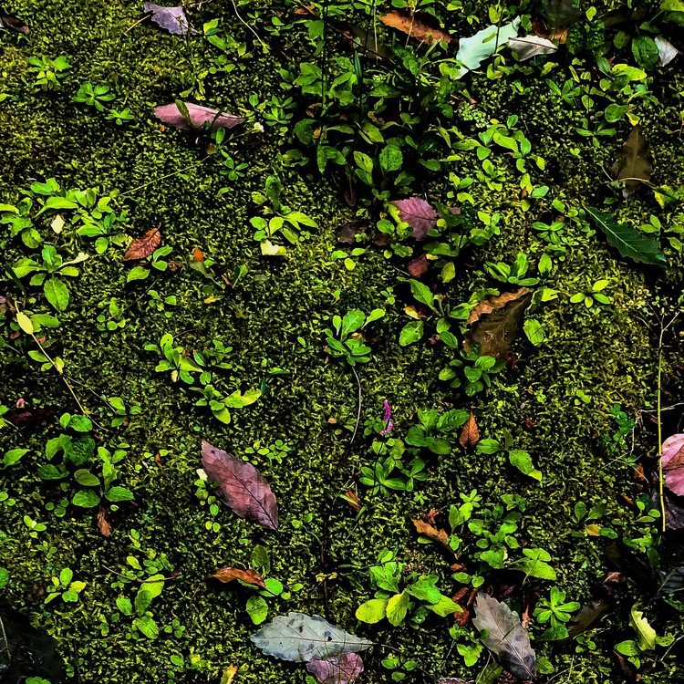 The Moss-covered Soil @ the Front Yard of my Apartment.