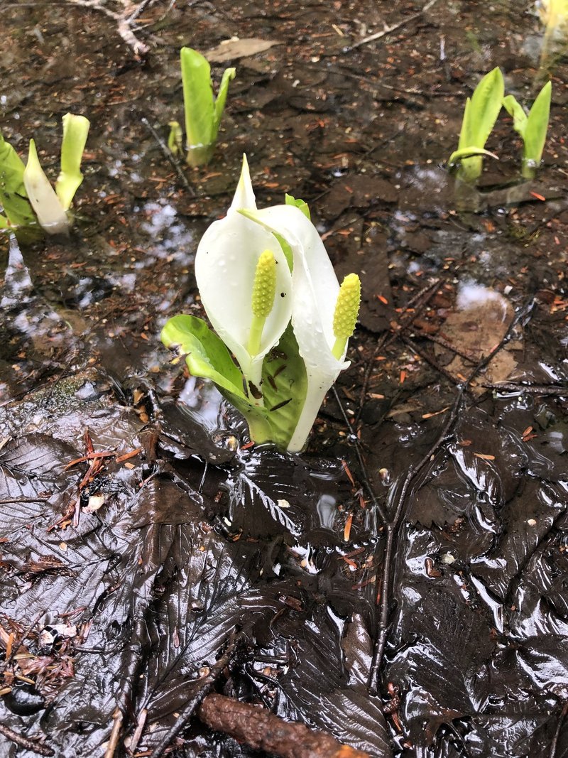 尾瀬の生き物と草花たち さやか Note 尾瀬の生き物と草花たち さやか Note