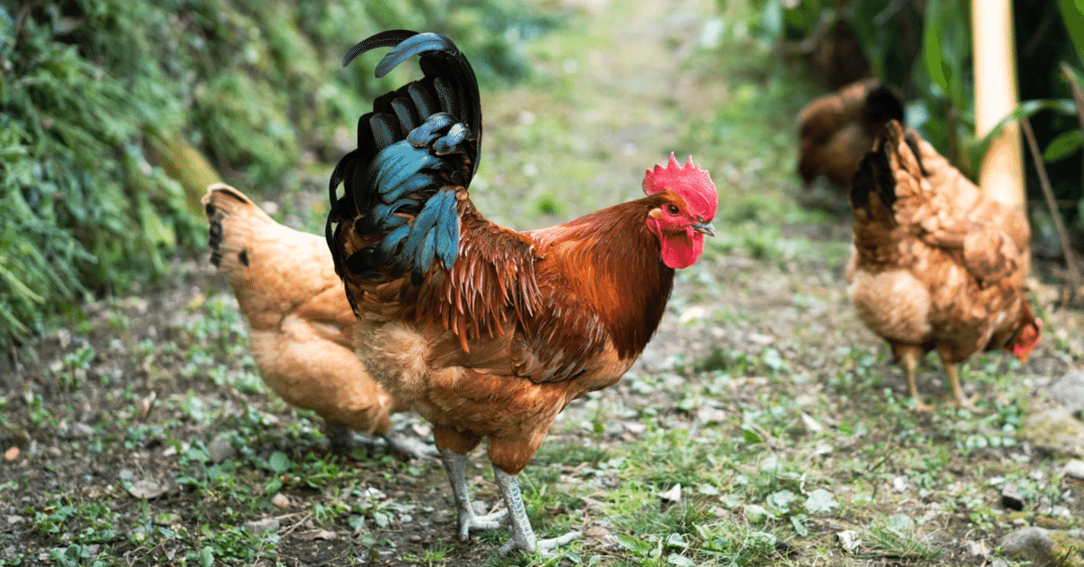 本物大津絵、鶏 日本画 鶏絵