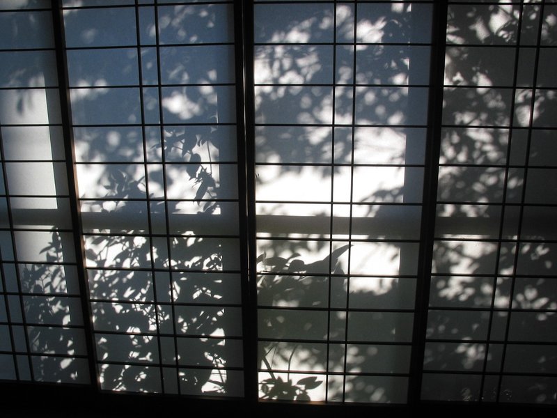 カメラを使わない写真 フォトグラムの魅力とは Shunya Asami Note Note カメラを使わない写真 フォトグラムの魅力とは Shunya Asami Note Note