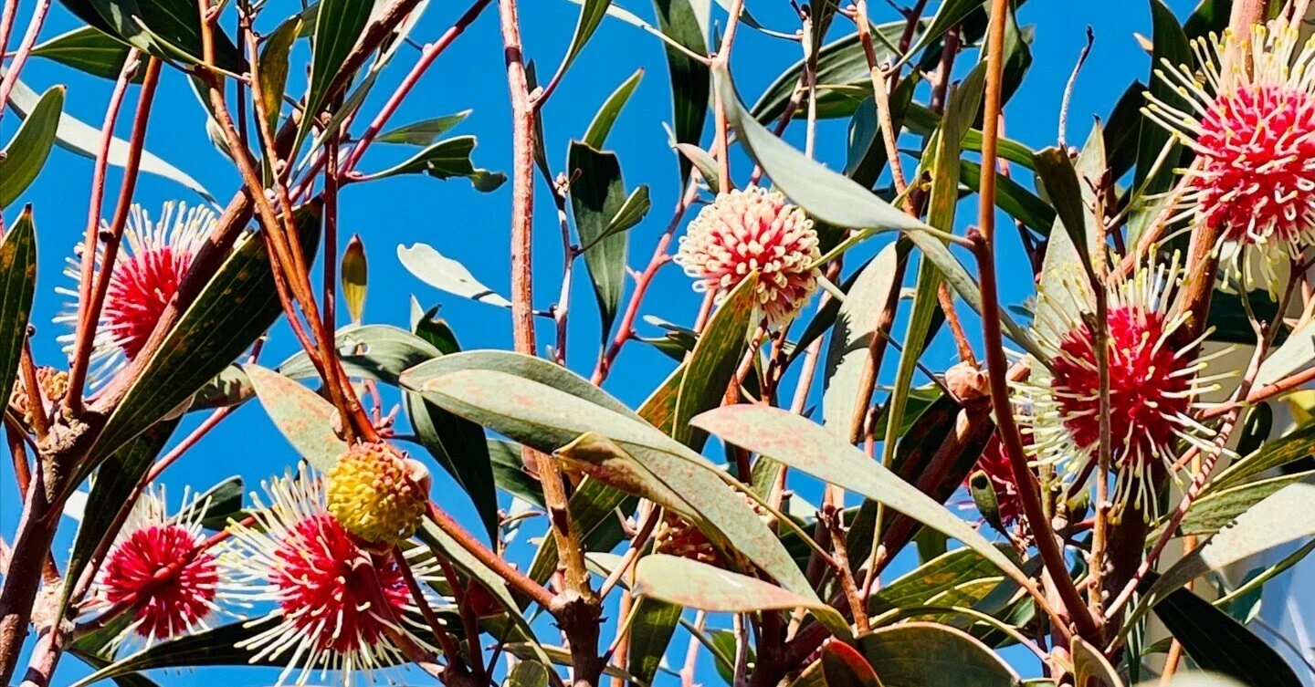 ハケア　ラウリナ　蕾付き　オージープランツ 乙庭植物図鑑】20230102 ハケア ラウリナ [Hakea laurina]｜太田敦雄