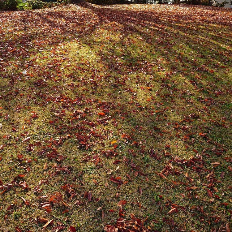 芝生の上の落ち葉と、ケヤキの影