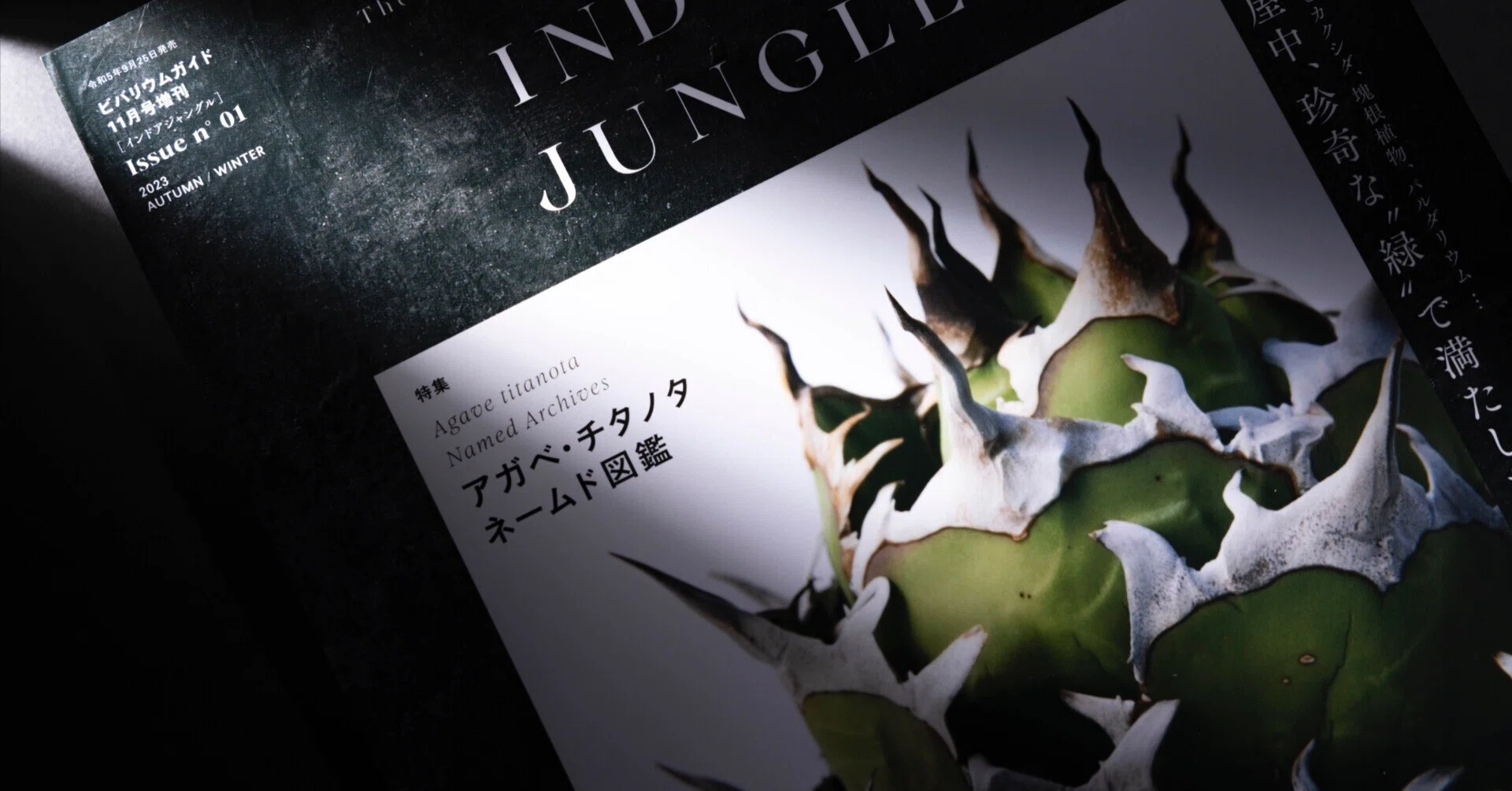 これから「アガベ チタノタ」を始めたい方へ。｜山添 太
