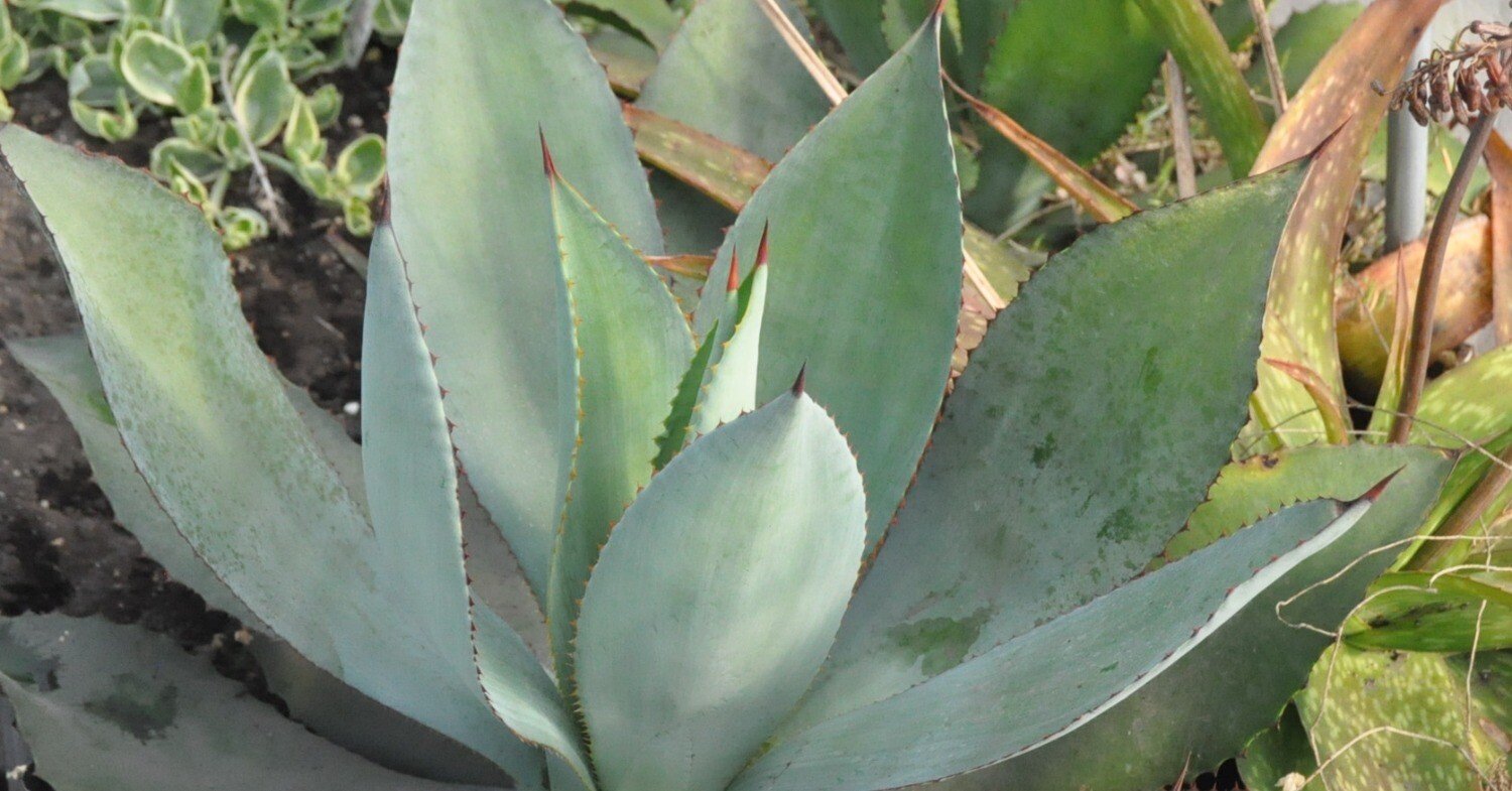 アガベ 品種紹介（Hiemiflorae節）｜KKGREEN