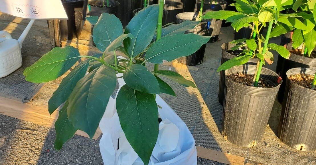 一般人が本気でアボカド栽培に挑戦してみた① [通販不使用] ｜Kei Pakal