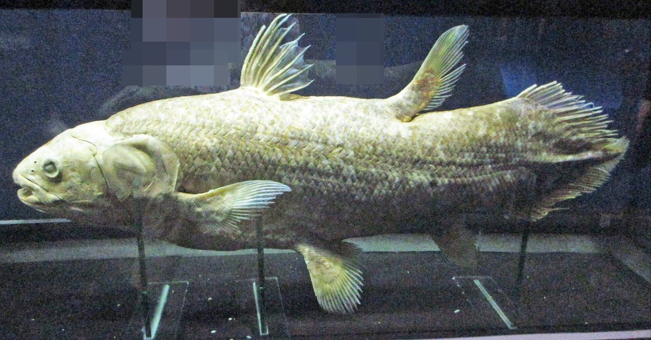 1-5．真核生物の進化、過去と現在をつなぐ生物：特別展「海
