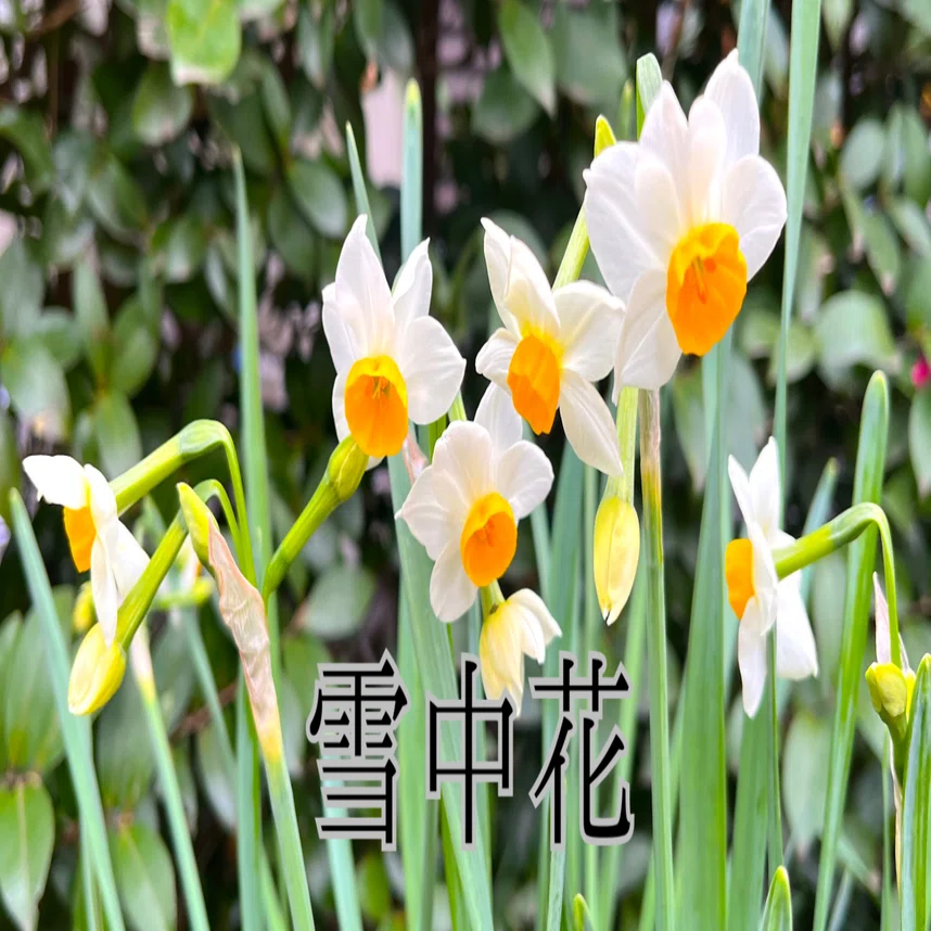 北陸地方では水仙を「雪中花」と呼ぶらしい｜櫻田弘文 (ブランディング