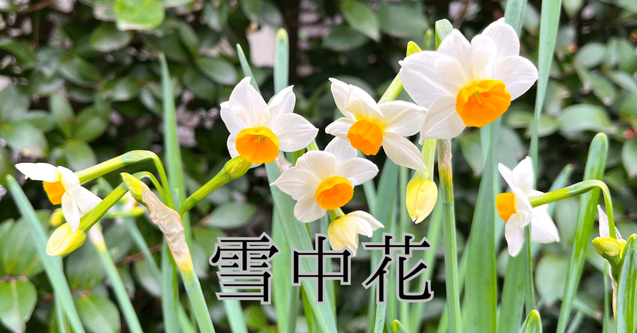 プロフ必読☆大光謹製☆水仙☆雪中花 rectangle_large_type_2_9a3c3c8