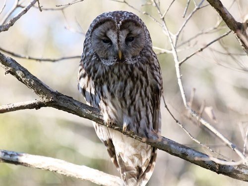 第344回 フクロウって?|翆野 大地 第344回 フクロウって?|翆野 大地