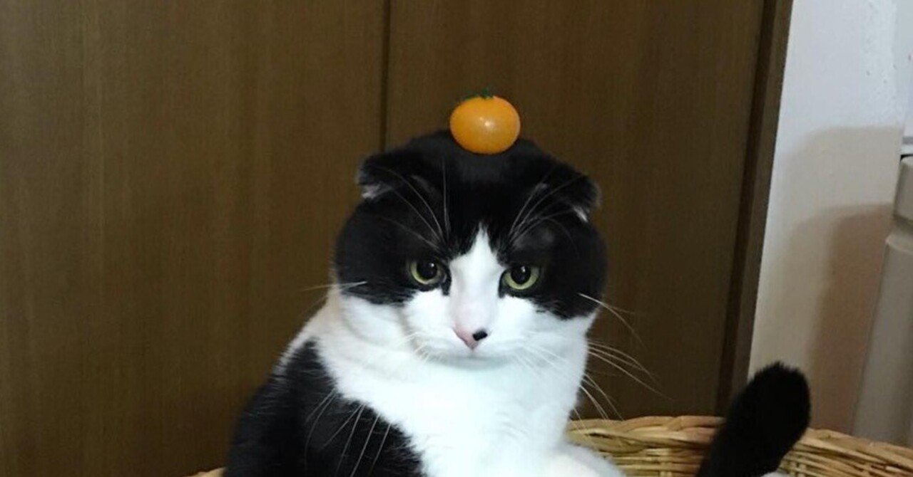 ハチワレ鏡餅｜cocktail